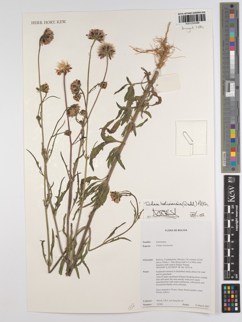Tridax boliviensis photo 5