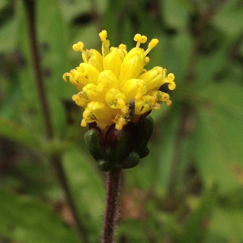 Tridax brachylepis
