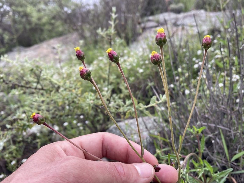 Tridax brachylepis photo 2