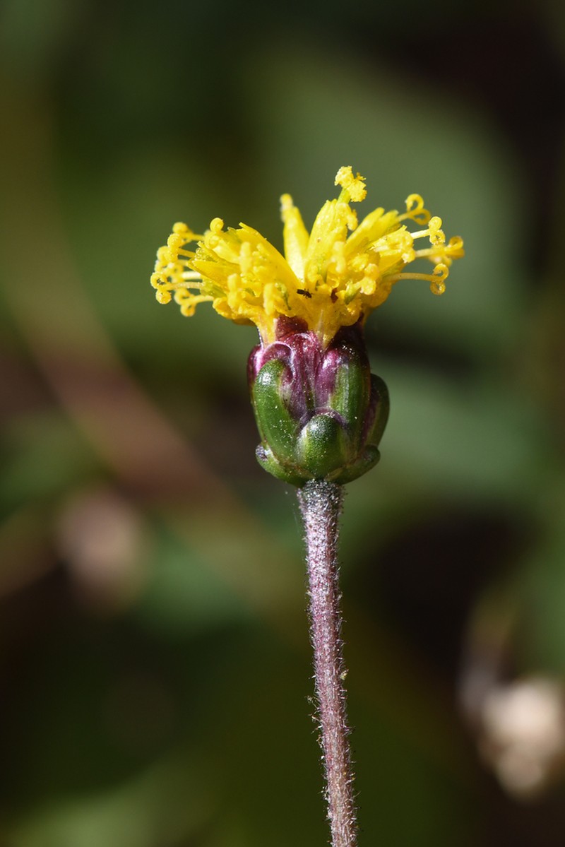 Tridax brachylepis photo 3