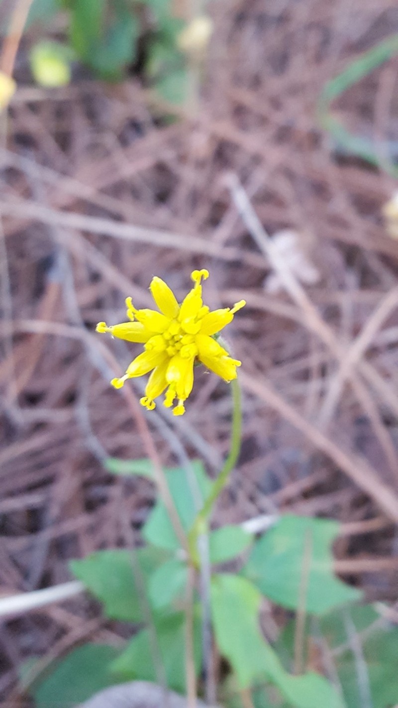Tridax brachylepis photo 4