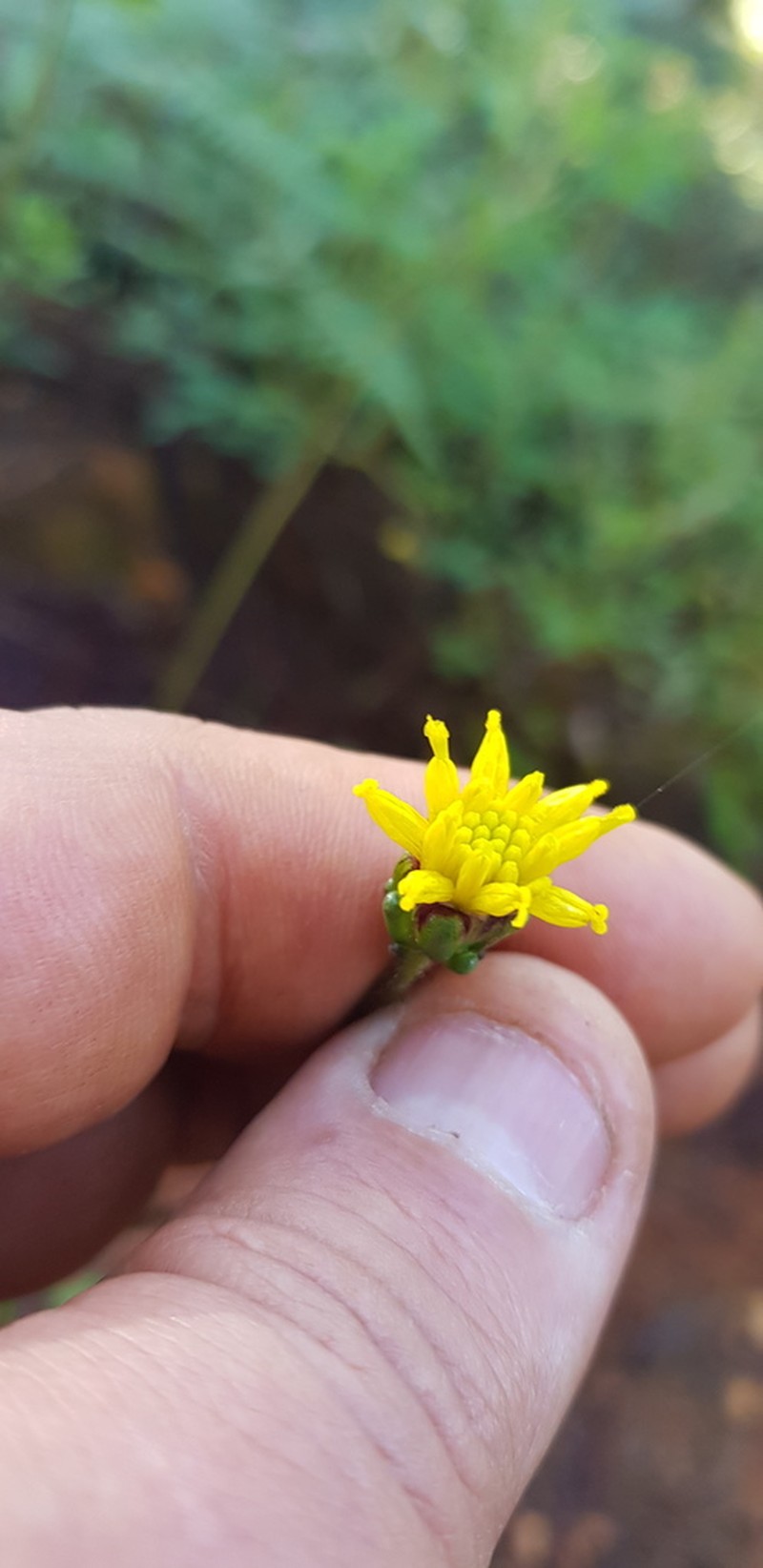 Tridax brachylepis photo 5
