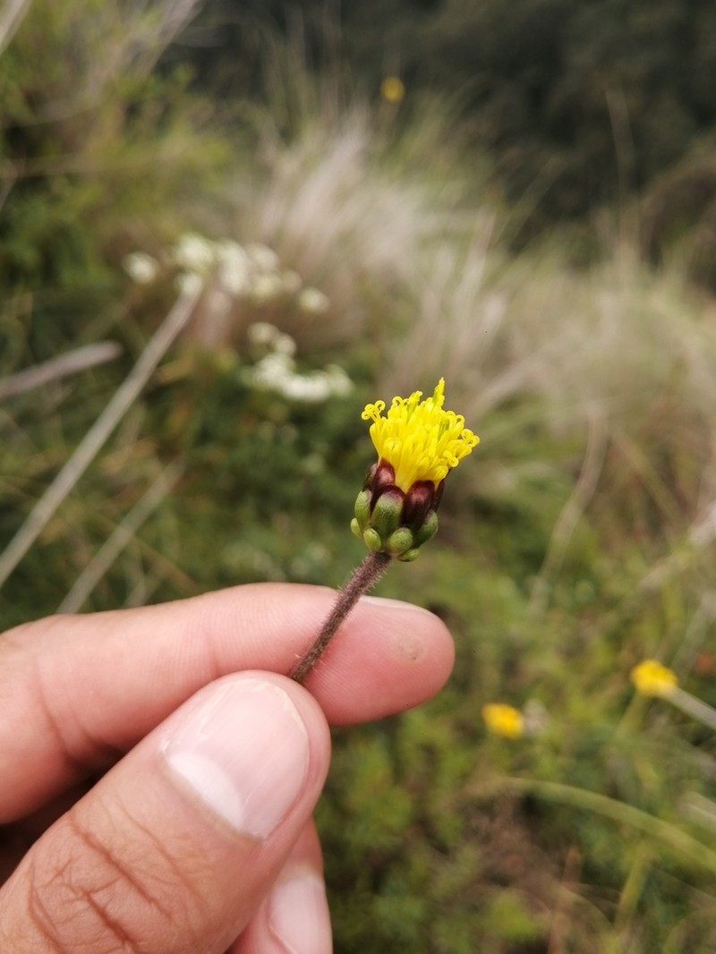 Tridax brachylepis photo 6
