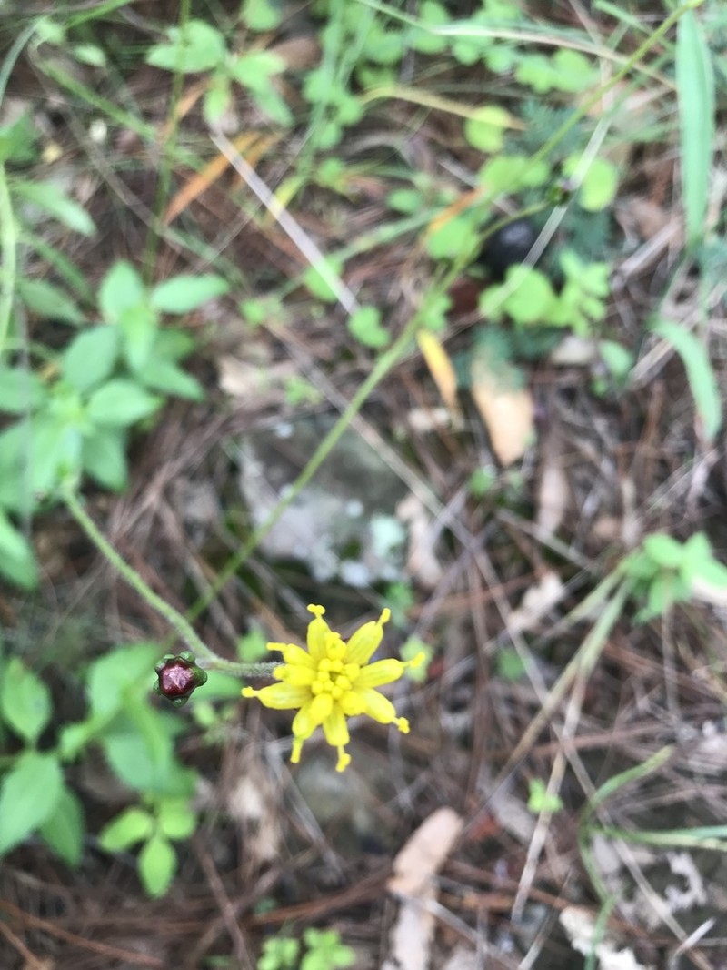 Tridax brachylepis photo 7
