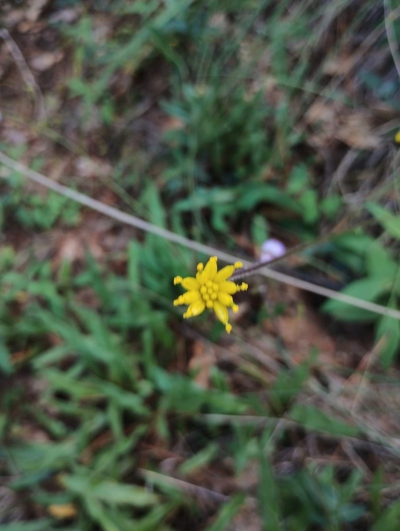 Tridax brachylepis photo 8