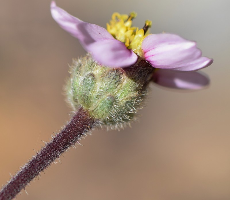 Tridax cajamarcensis
