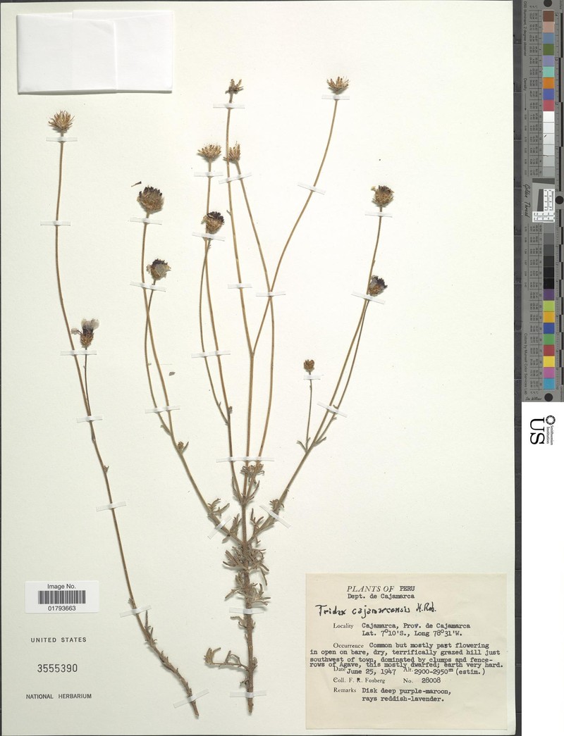 Tridax cajamarcensis photo 2