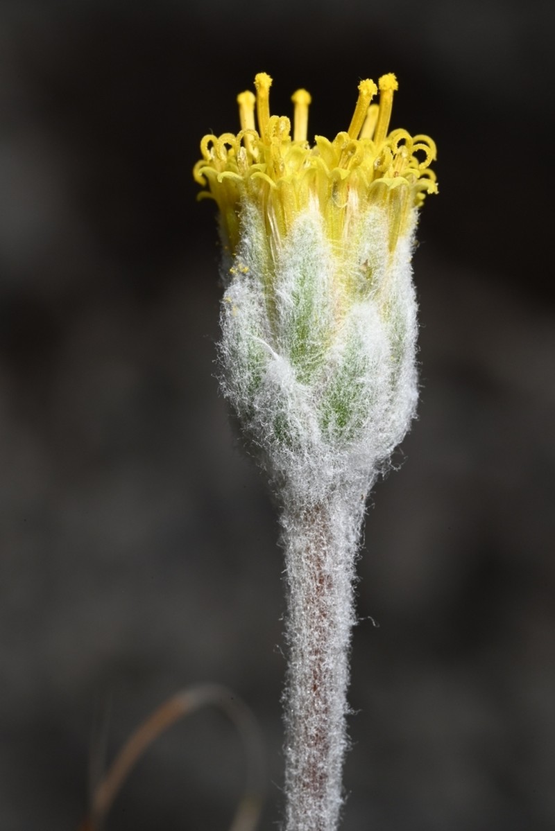 Tridax candidissima