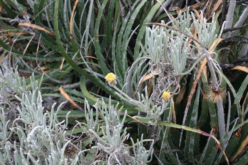 Tridax candidissima photo 3