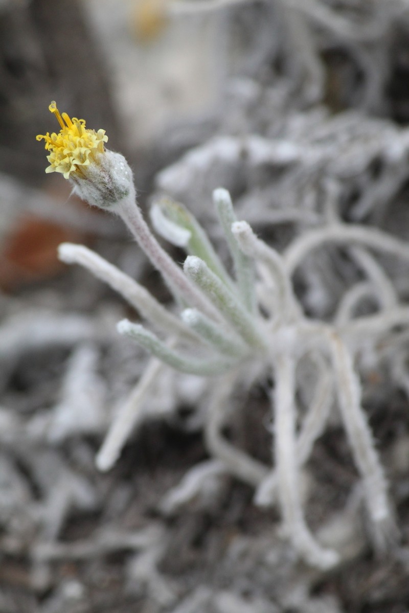 Tridax candidissima photo 5