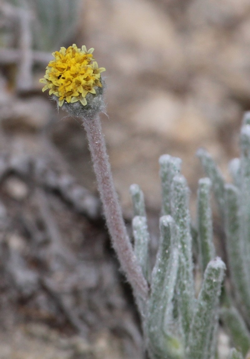 Tridax candidissima photo 7