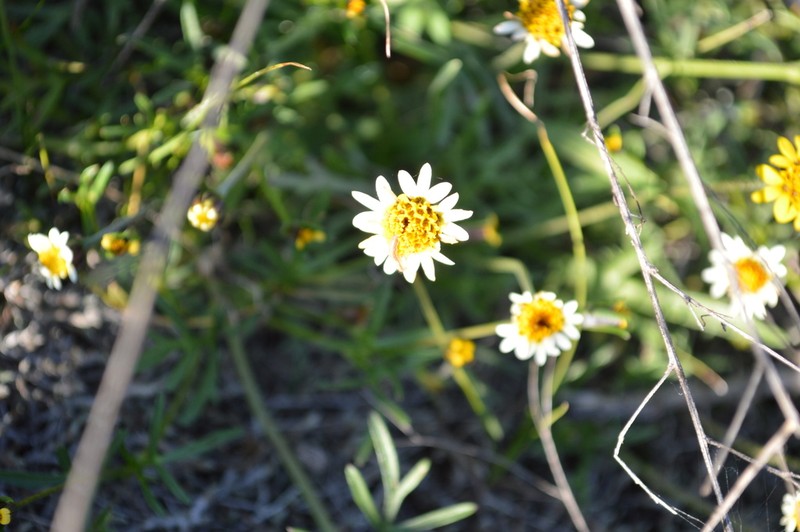 Tridax coronopifolia