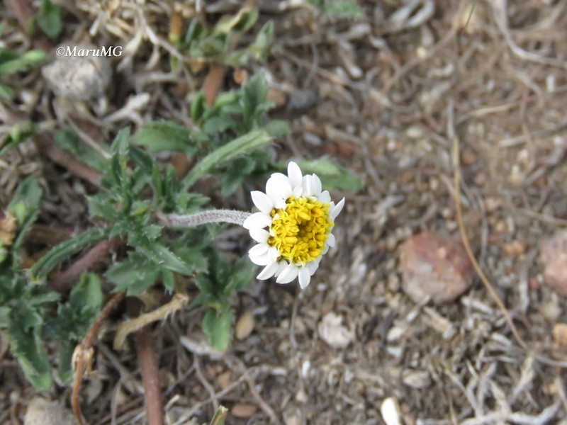 Tridax coronopifolia photo 2