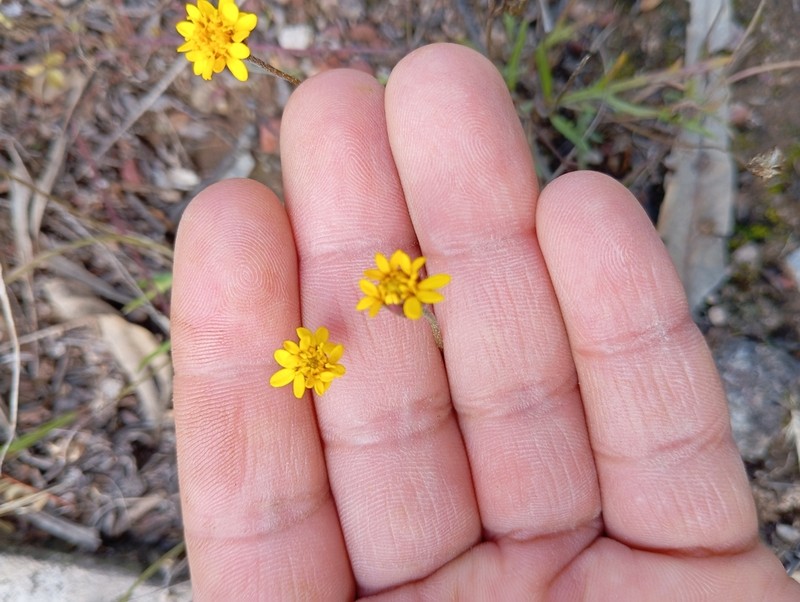 Tridax coronopifolia photo 3