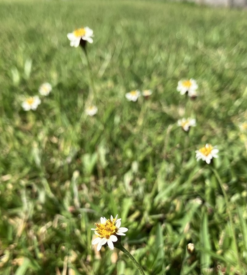 Tridax coronopifolia photo 4