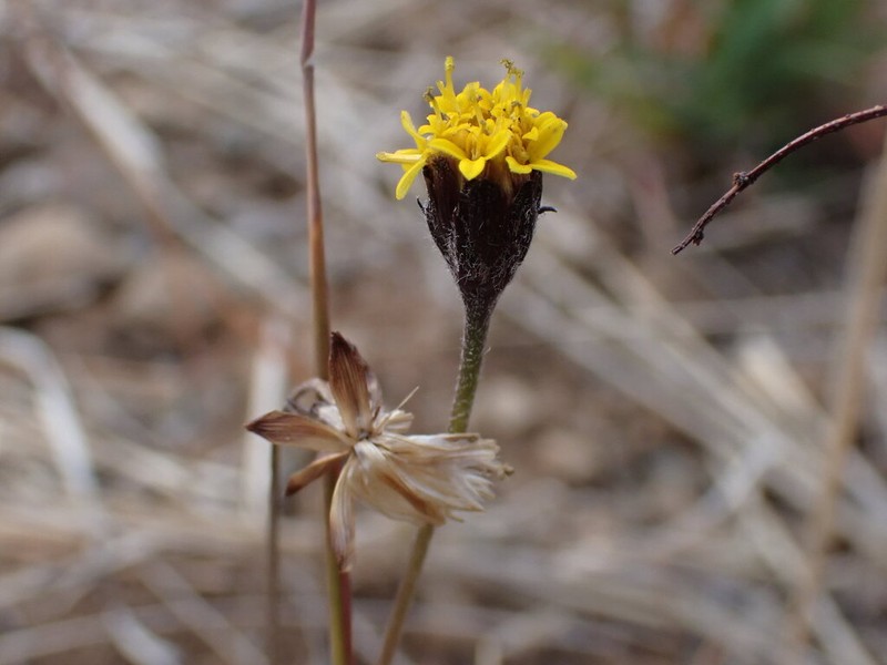 Tridax coronopifolia photo 5