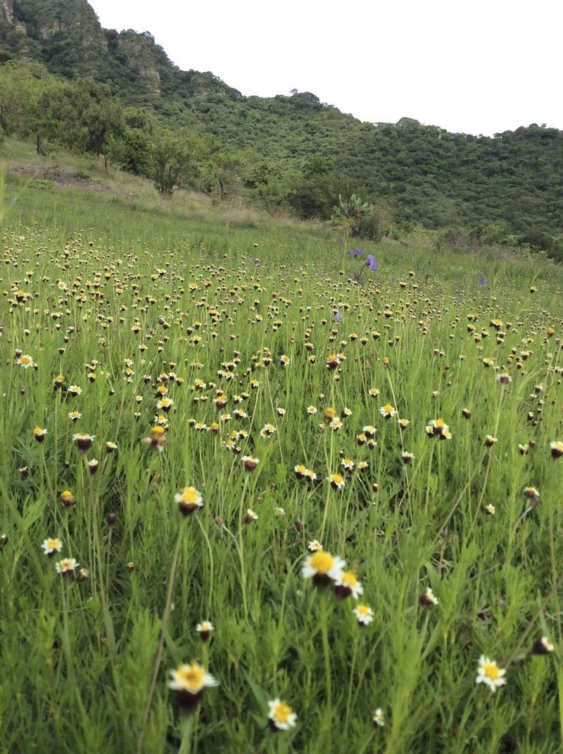 Tridax coronopifolia photo 6