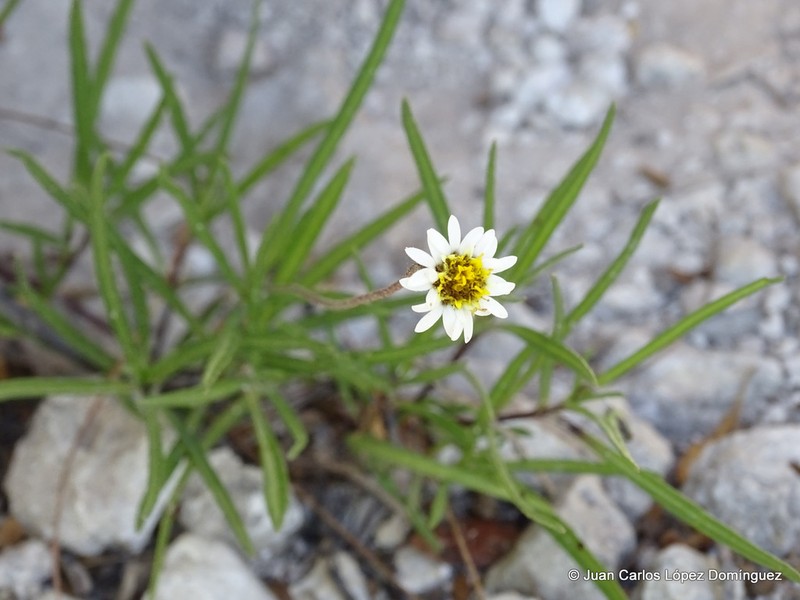 Tridax coronopifolia photo 7