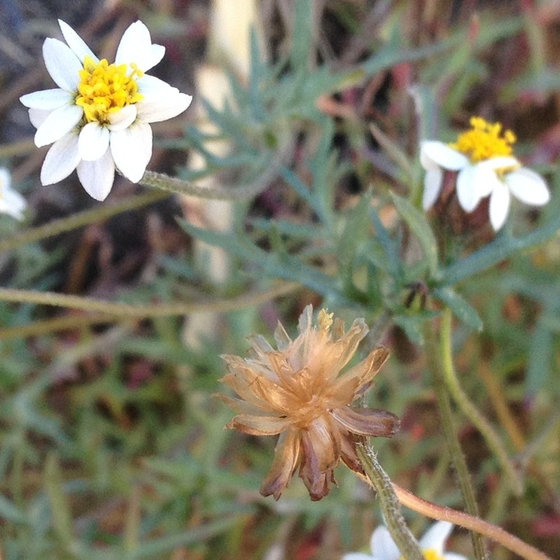 Tridax coronopifolia photo 8