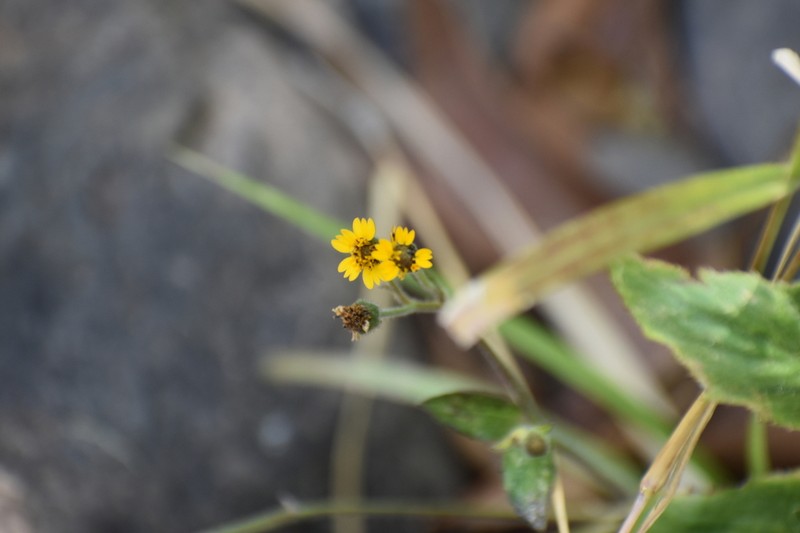 Tridax dubia