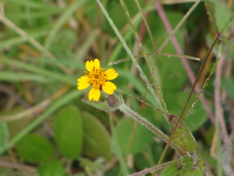 Tridax dubia photo 2