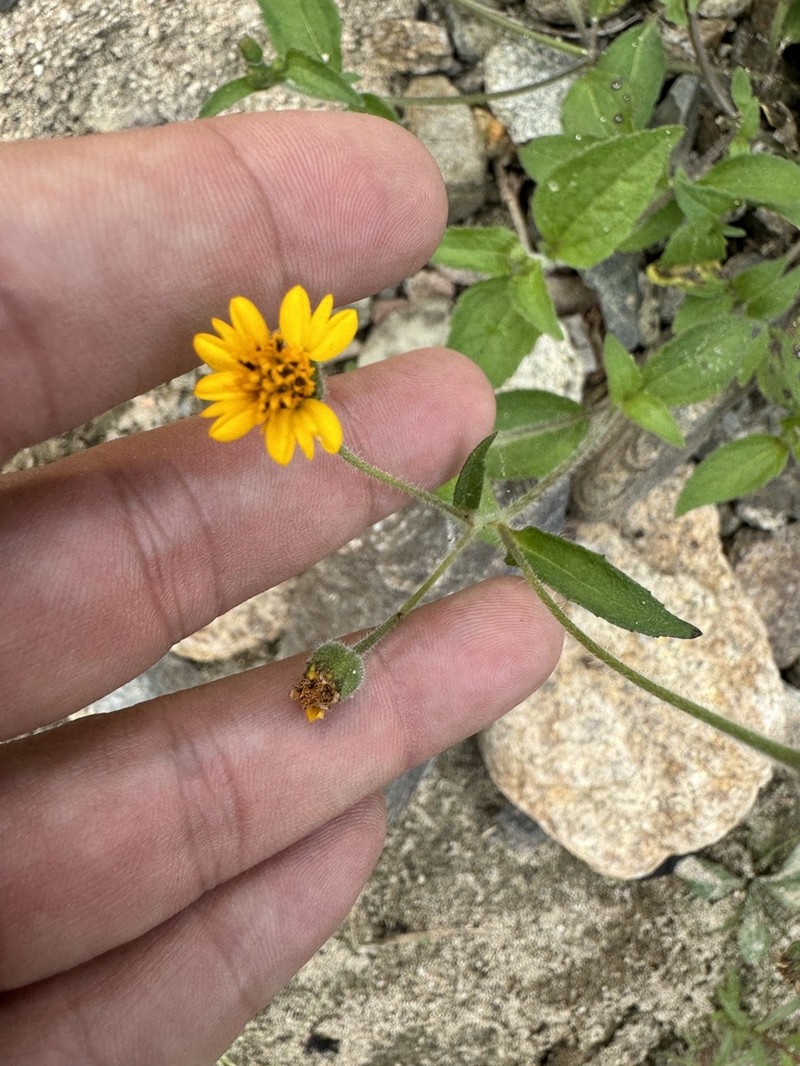 Tridax dubia photo 3