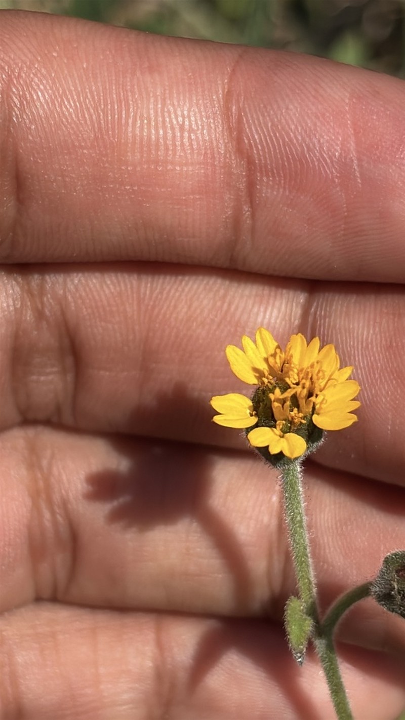 Tridax dubia photo 4