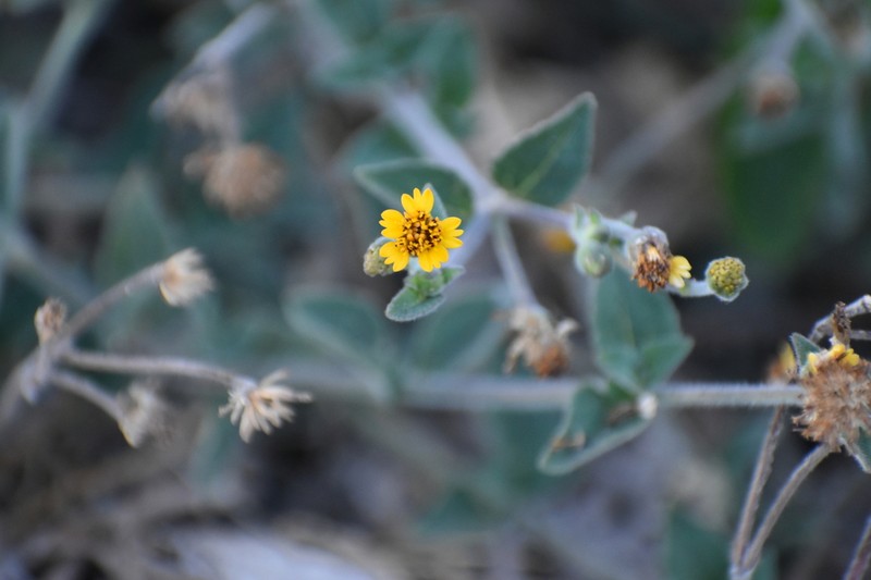 Tridax dubia photo 5