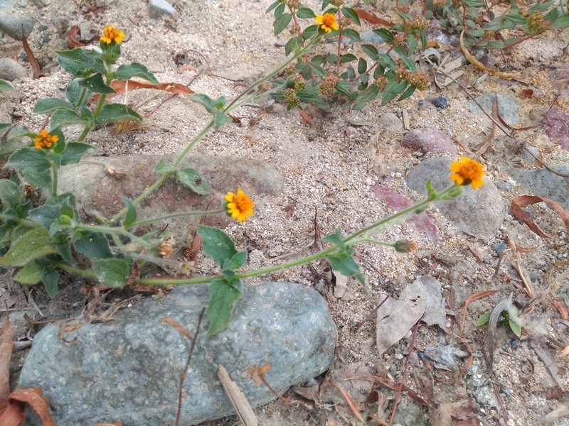 Tridax dubia photo 7