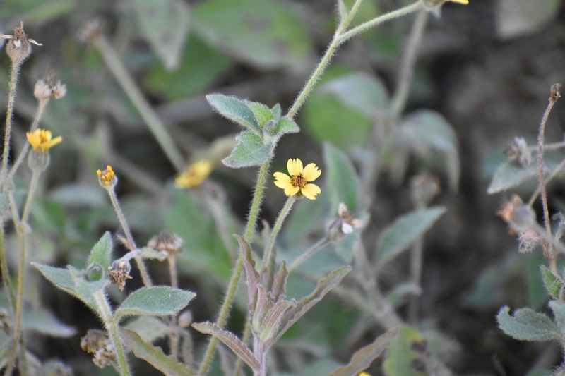 Tridax dubia photo 8