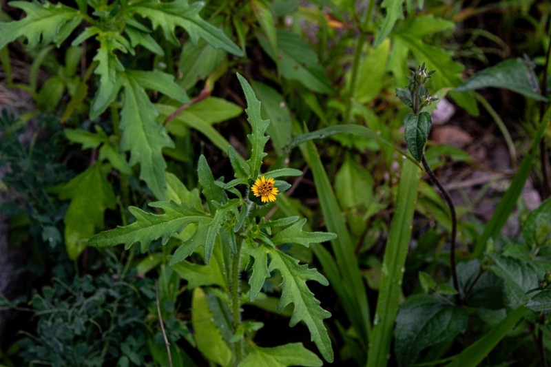 Tridax erecta