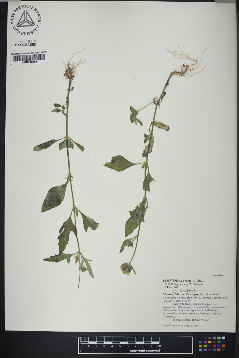 Tridax erecta photo 2