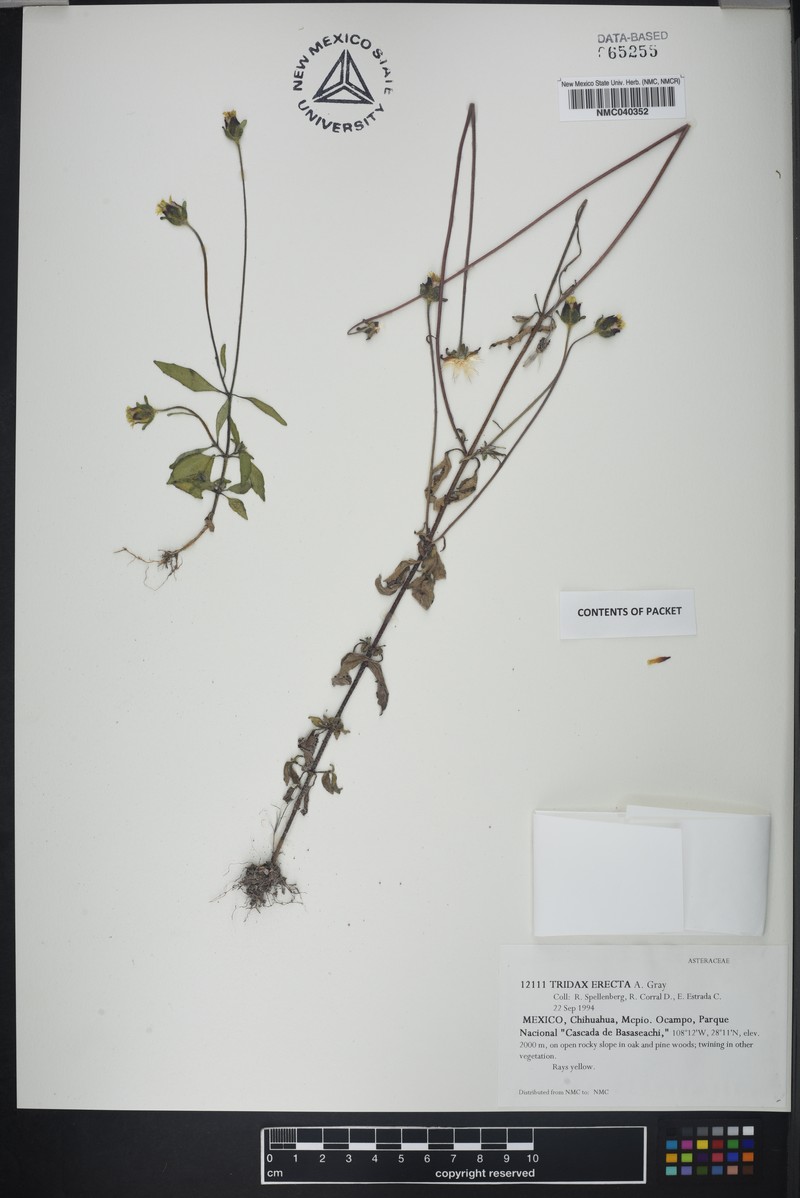 Tridax erecta photo 3