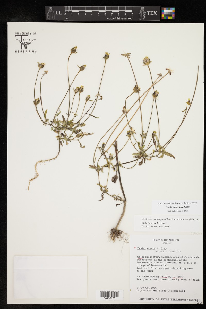 Tridax erecta photo 4