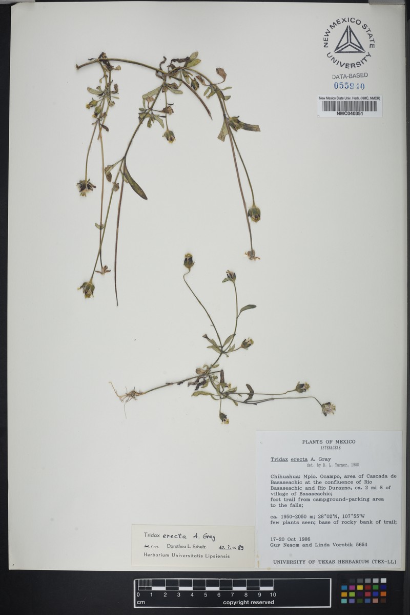 Tridax erecta photo 5