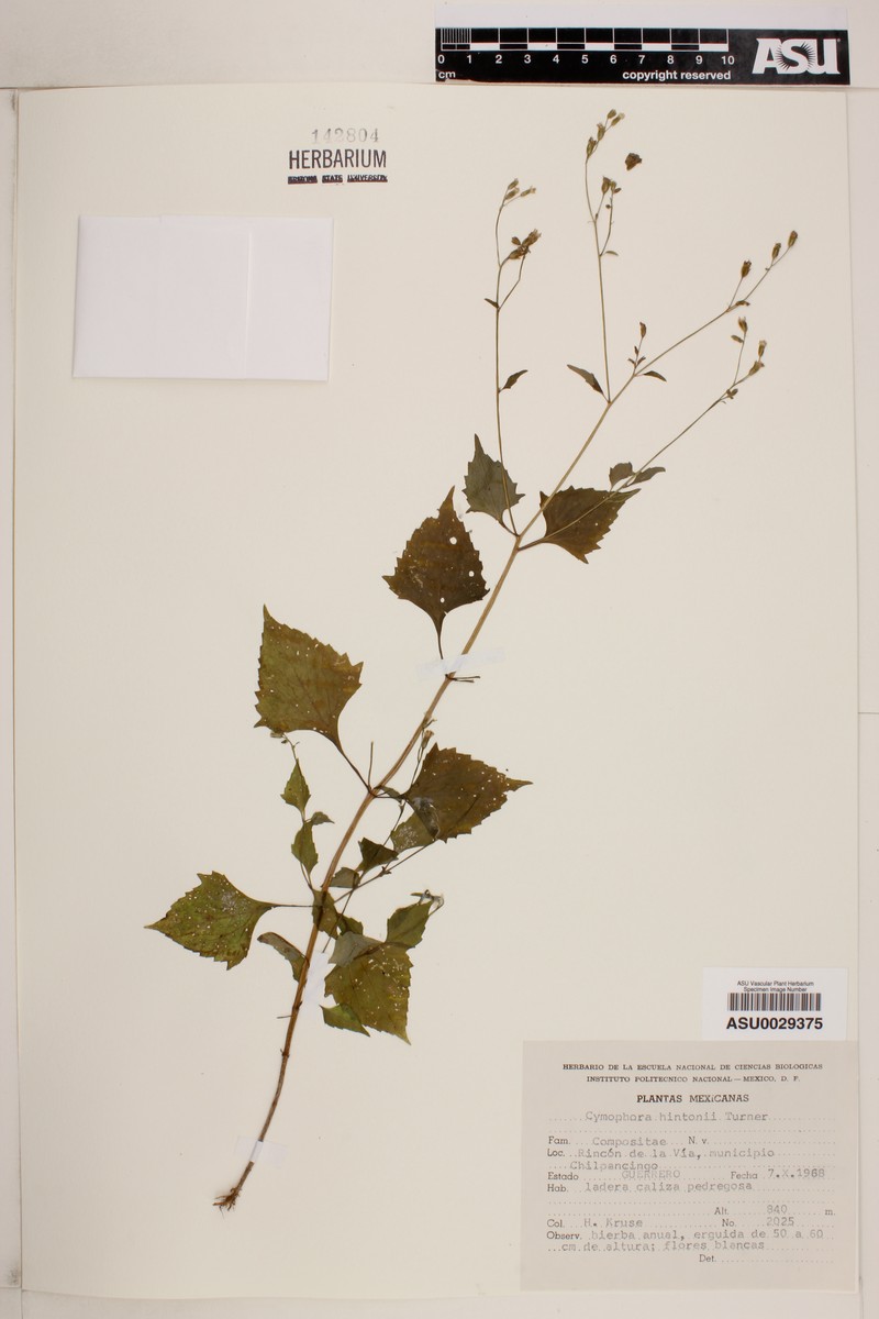 Tridax hintonii