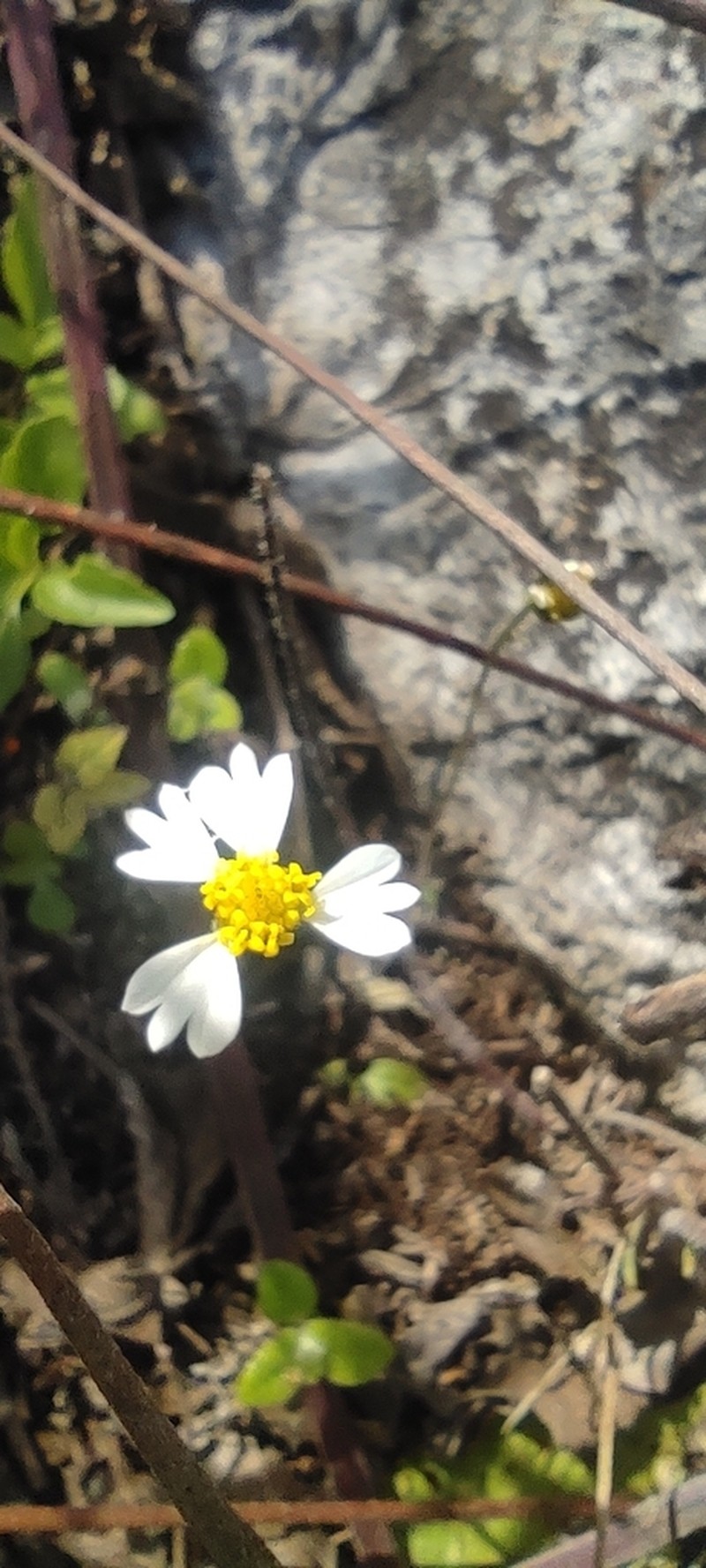 Tridax luisana