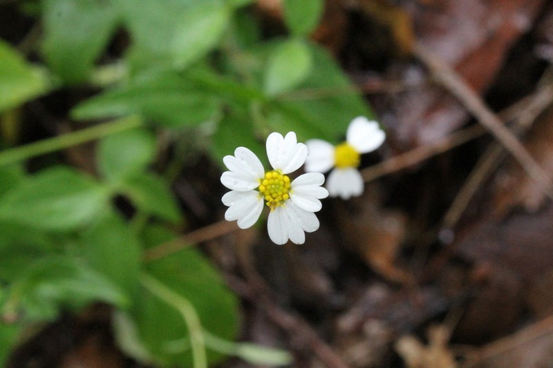 Tridax luisana photo 2