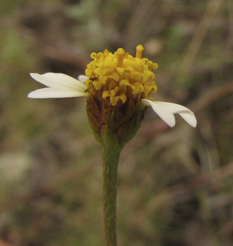 Tridax luisana photo 4