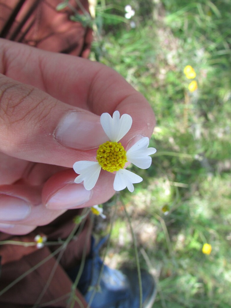 Tridax luisana photo 5