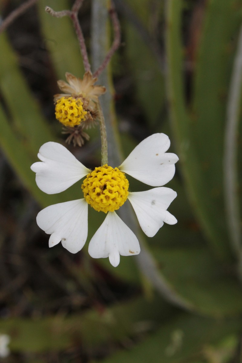 Tridax luisana photo 8