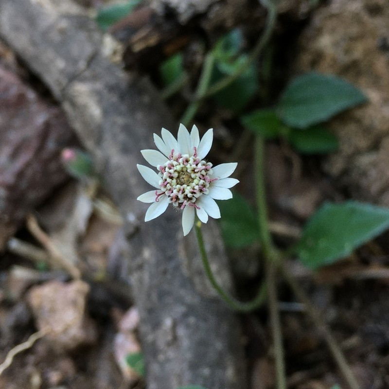 Tridax mexicana