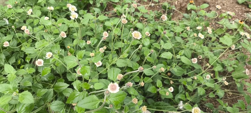 Tridax mexicana photo 2