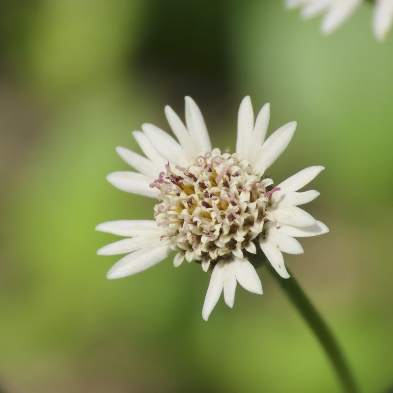 Tridax mexicana photo 3