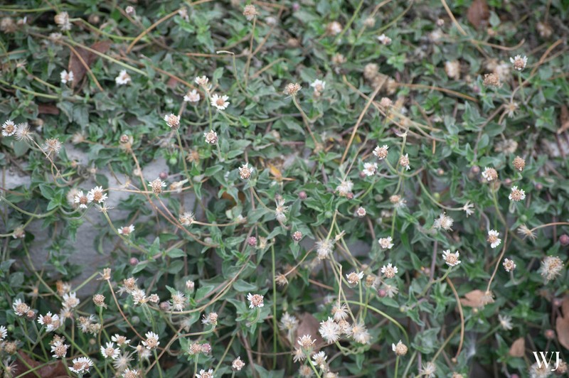 Tridax mexicana photo 4