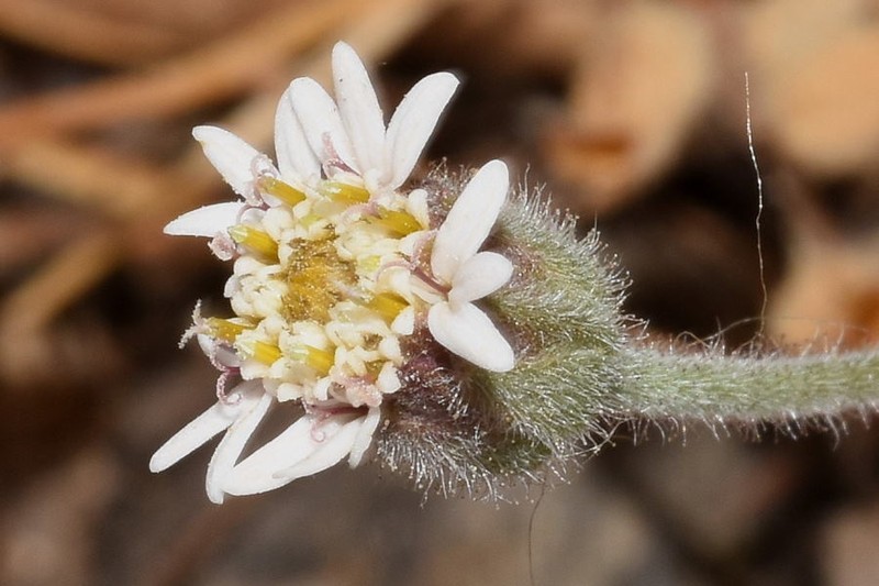 Tridax mexicana photo 5
