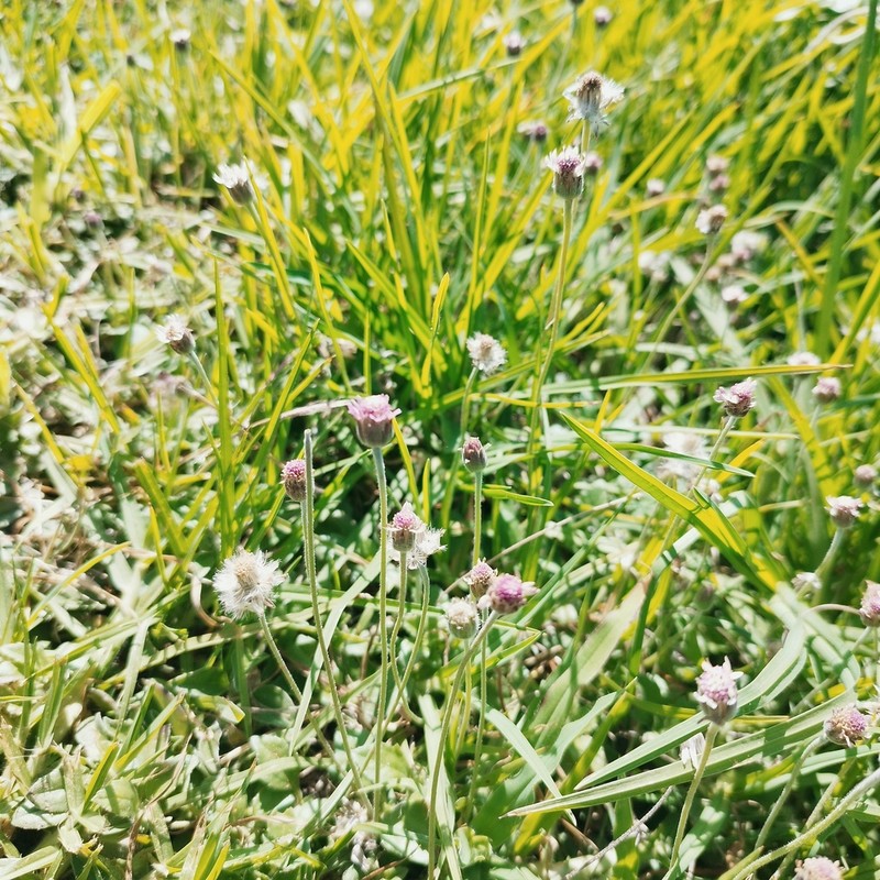 Tridax mexicana photo 6
