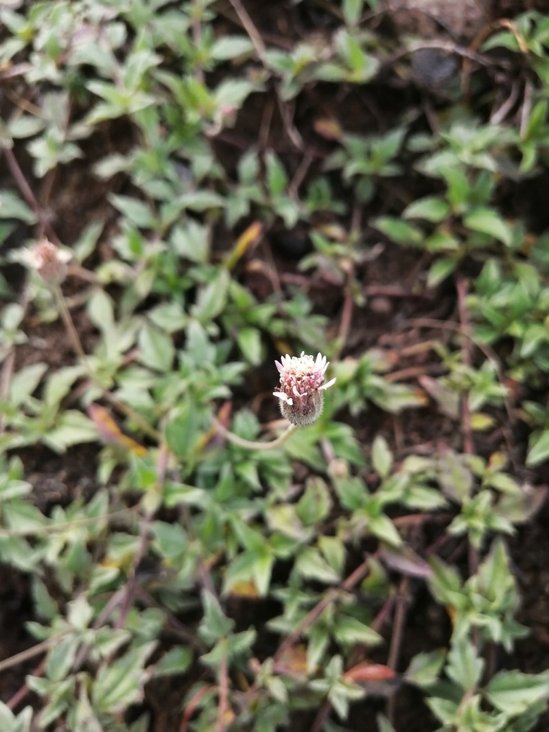 Tridax mexicana photo 7