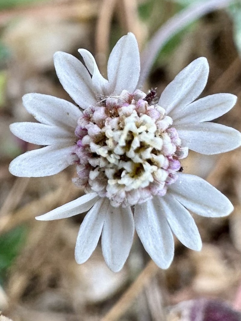 Tridax mexicana photo 8