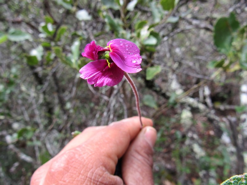 Tridax oaxacana photo 2